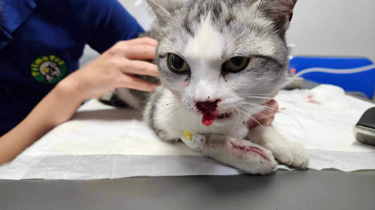 Właściciel kotki poszukiwany 