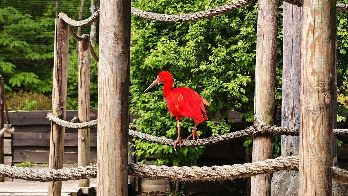 Powrót Ibisów Szkarłatnych