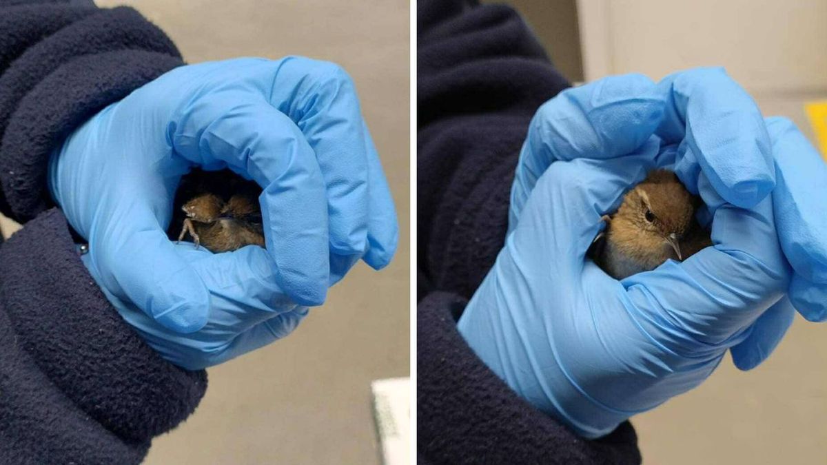 Strzyżyk w opałach