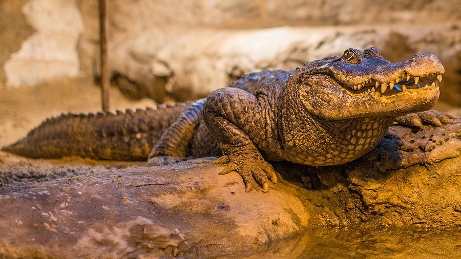 Marta świętuje 95. urodziny 