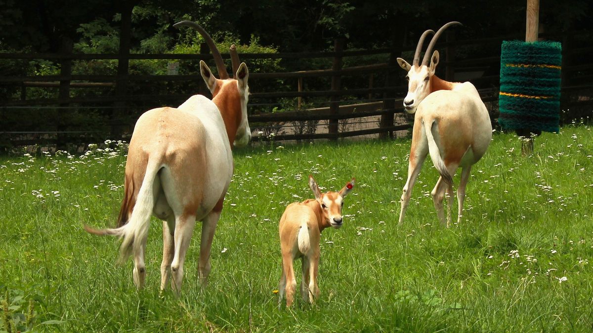 Samiczka przyszła na świat 