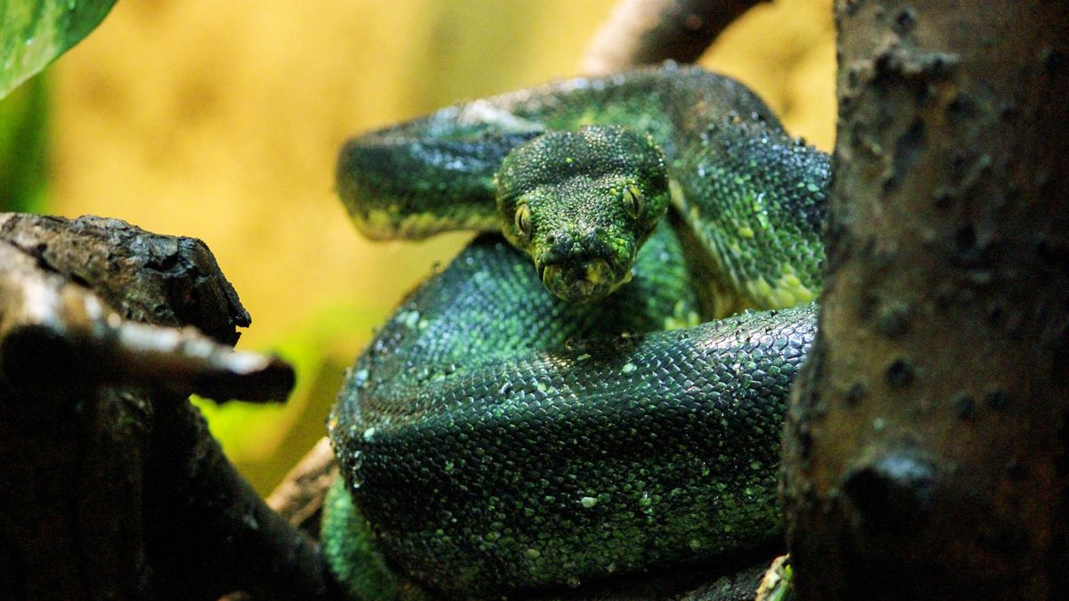 Nowy mieszkaniec zoo