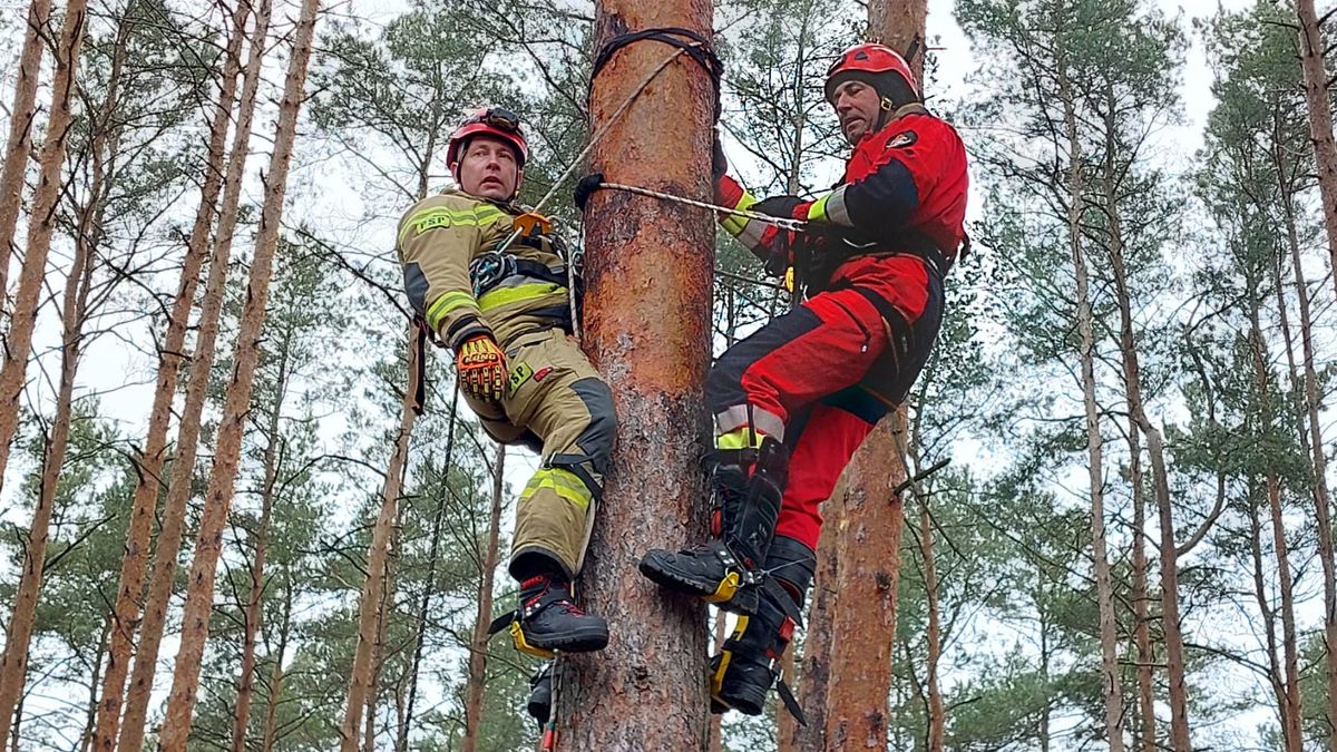 Straż, drzewa, strażacy na drzewie