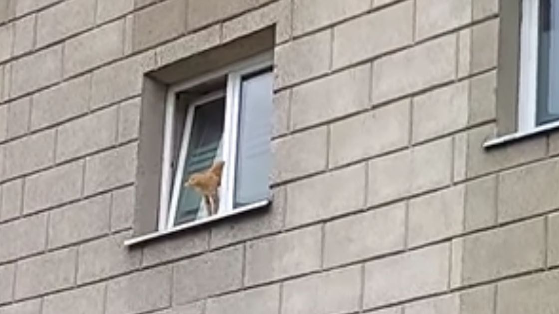 Kot zagnieżdżony w oknie