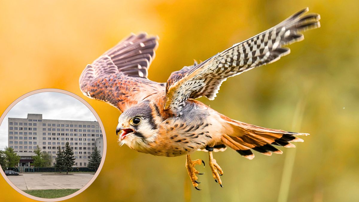 KPP w Pile i pustułka