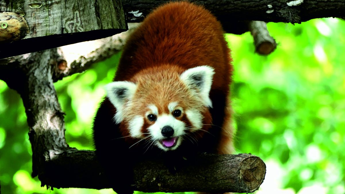 Panda w toruńskim ogrodzie