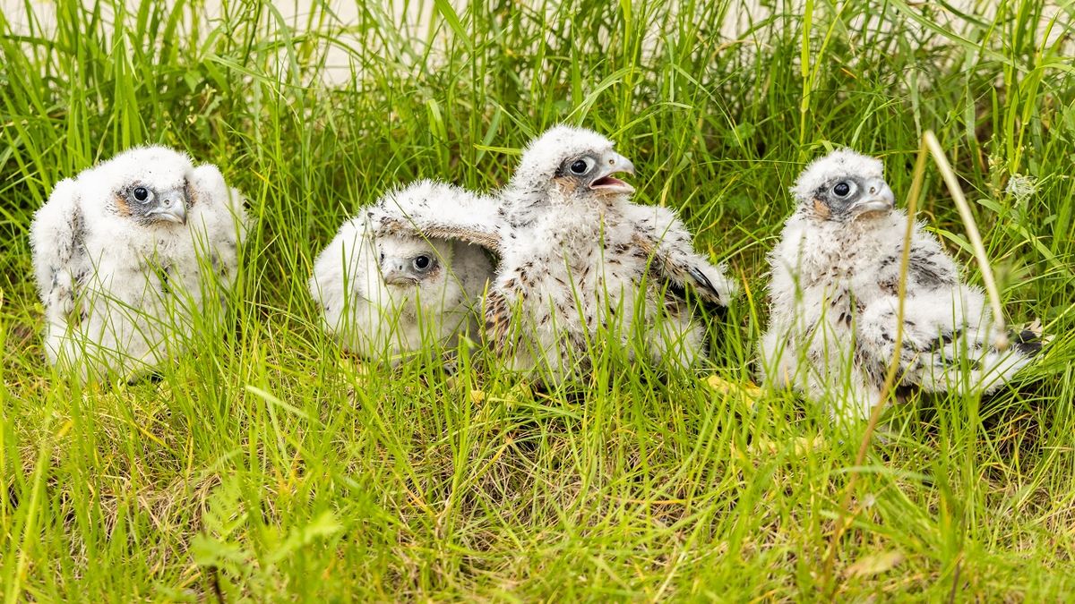 Sokoły już zaobrączkowane