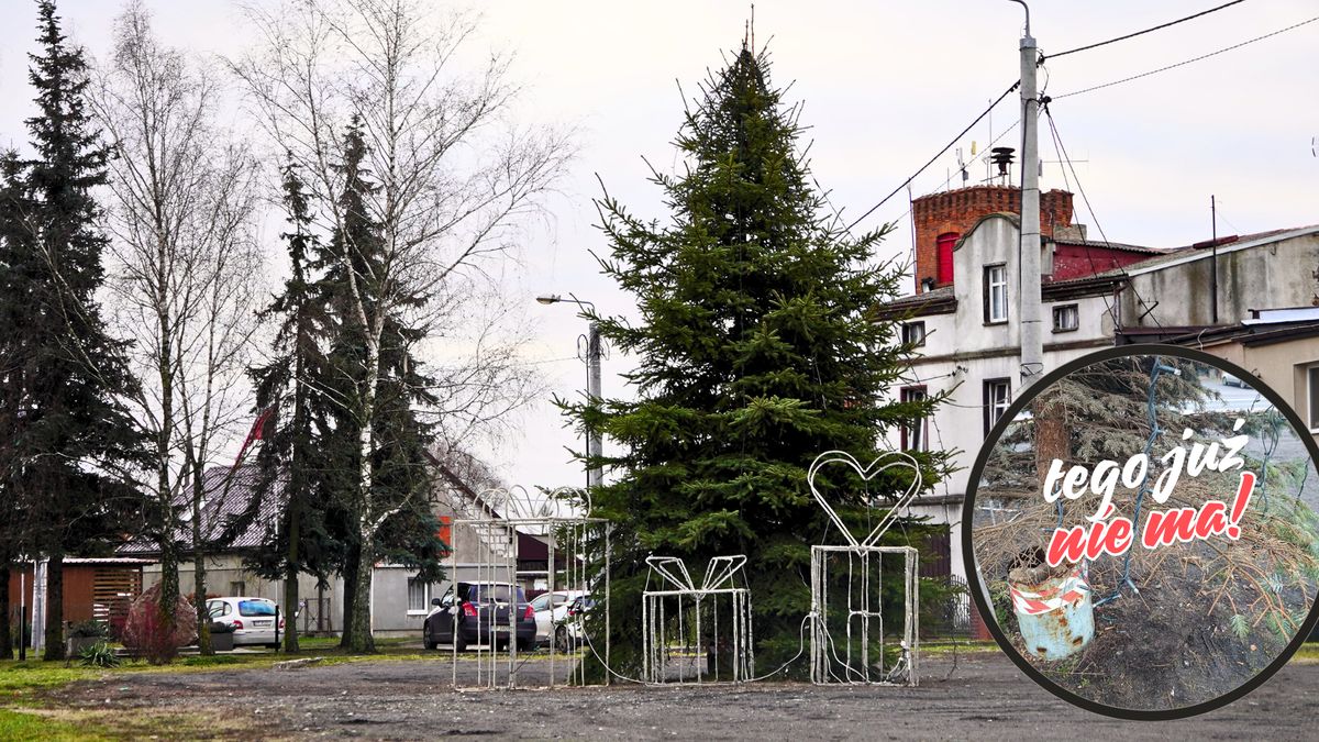 Nowa choinka na placu przy ul. Głównej w Osieku nad Notecią. 