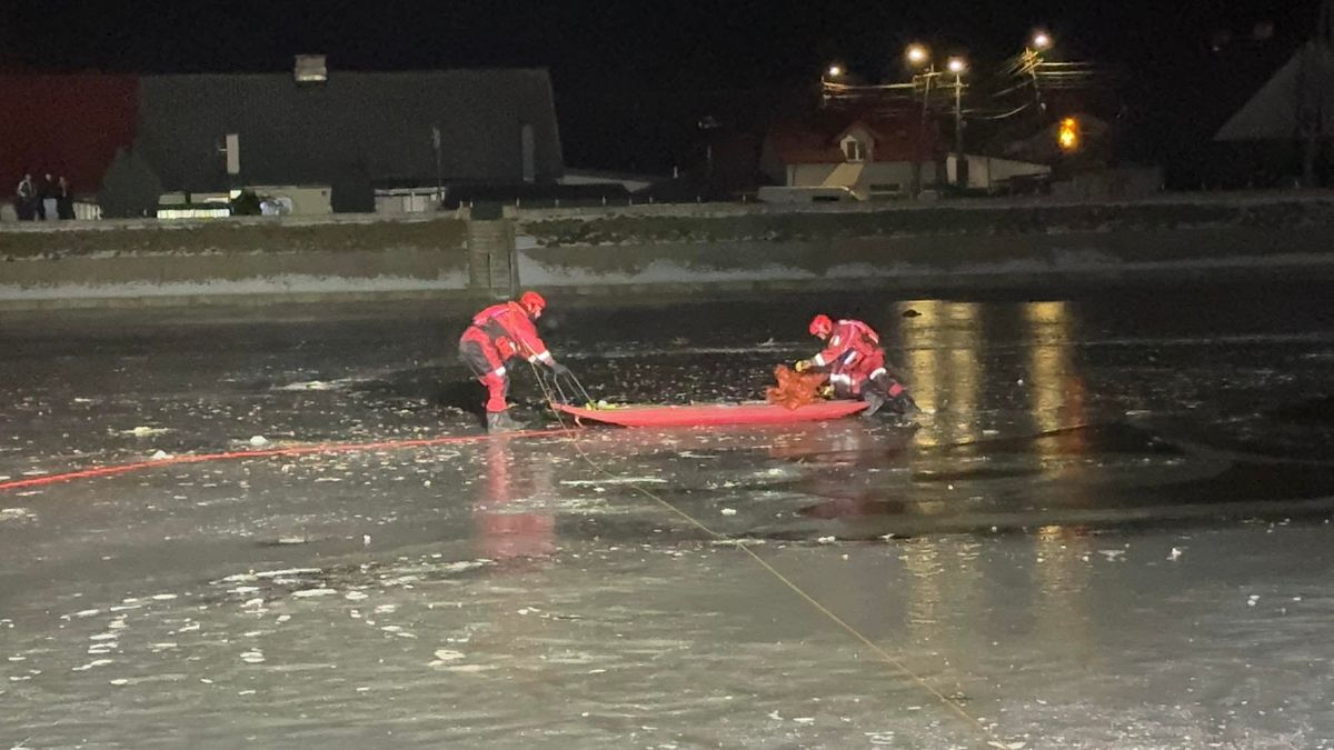 Uratowane trzy łabędzie 