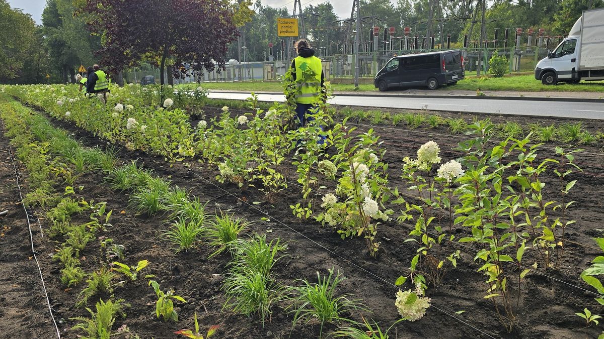 nowe nasadzenia na Al. WP w Pile. 