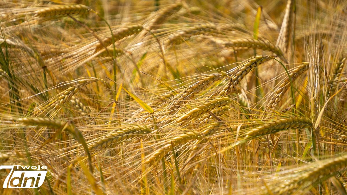 żniwa, lato, rolni, wieś