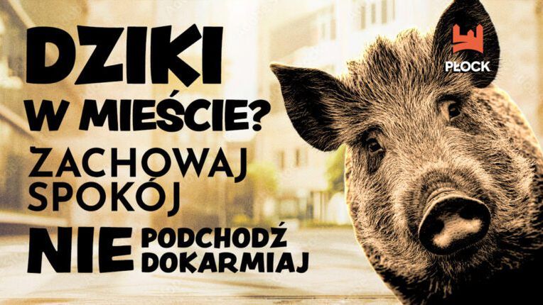 Dziki w Płocku 