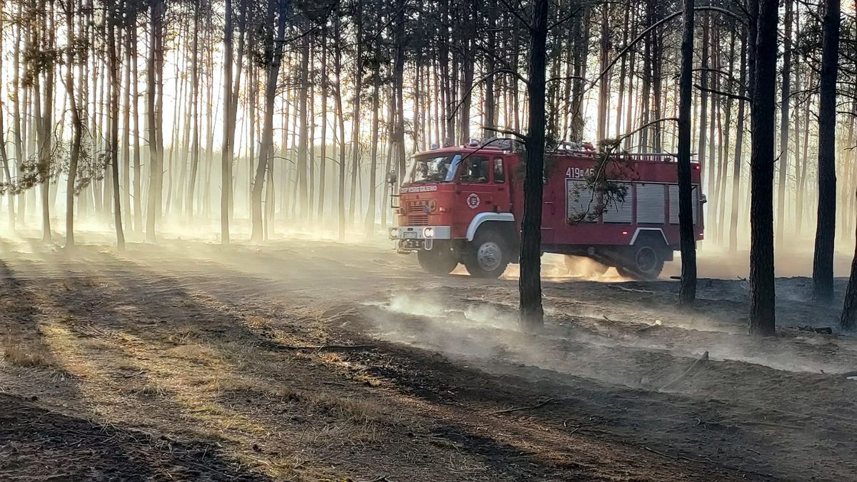 Pożar lasu