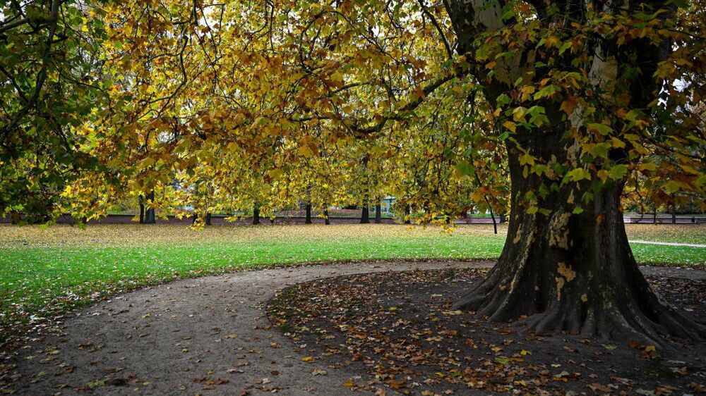 zesp� zamkowo-parkowy
�a�cut, 30.10.2024. Jesie� w zespole zamkowo-parkowym w �a�cucie, 30 bm. PAP/Darek Delmanowicz
Darek Delmanowicz
aura, drzewo, jesieni�, jesienny, park, zamkowo parkowy, drzewa, ilustracja, jesienna, jesienne, jesie�, muzeum zamek, pogoda, przebitka, zamek, z�ote