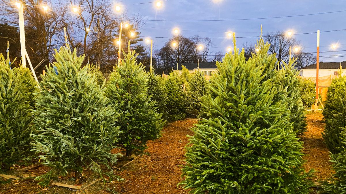 choinki, sprzedaż choinek