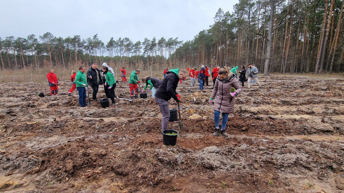 Sadzenie lasu