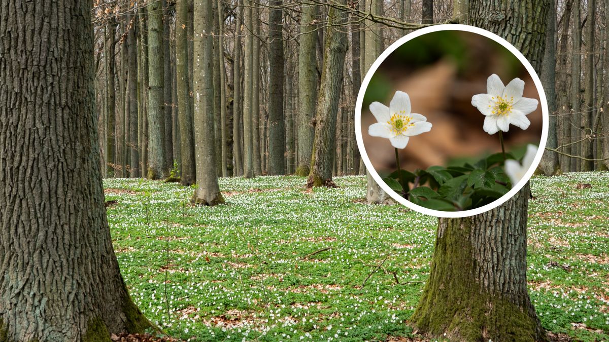 Szerokie ujęcie runa leśnego gęsto pokrytego białymi kwiatami za