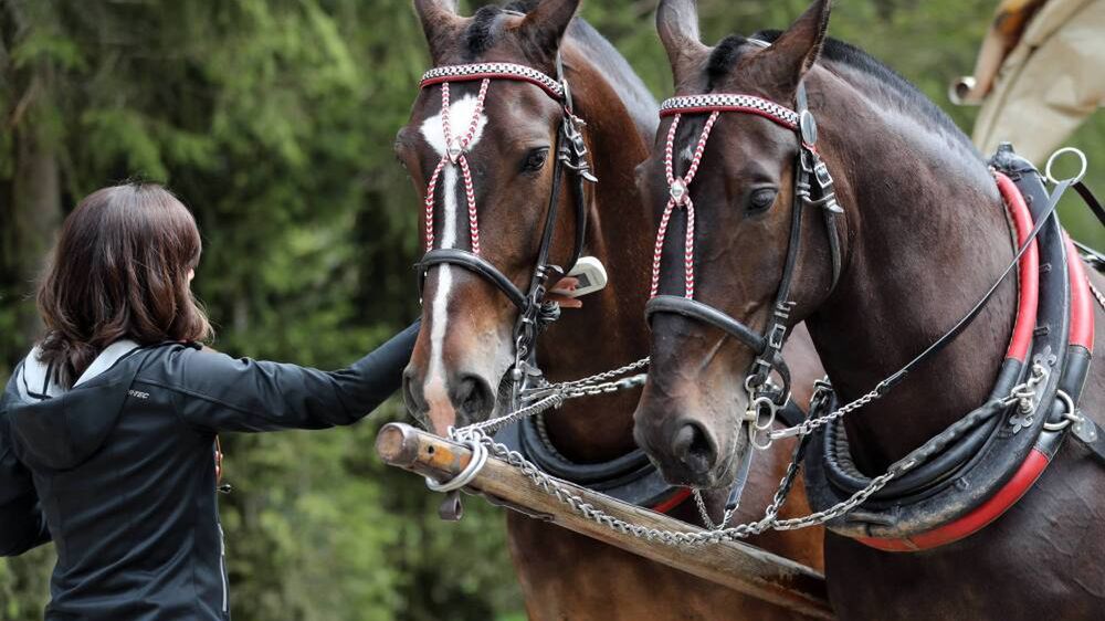 badanie stanu zdrowia koni
Zakopane, Polana W�osienica, 11.06.2021. Badanie stanu zdrowia koni, 11 bm. na Polanie W�osienicy. Ruszy�y okresowe badania koni wo��cych fasi�gami turyst�w do Morskiego Oka. (aldg/ran) PAP/Grzegorz Momot
Grzegorz Momot
badania koni, badanie, droga do Morskiego Oka, g�ry, kondycja, konie, kontrola, ko�, Morskie Oko, podr�e, Tatry, Tatrza�ski Park Narodowy, turystyka, weterynaria, weterynaryjne, w�z konny, zaprz�g, zdrowie koni, zwierz�, zwierz�ta