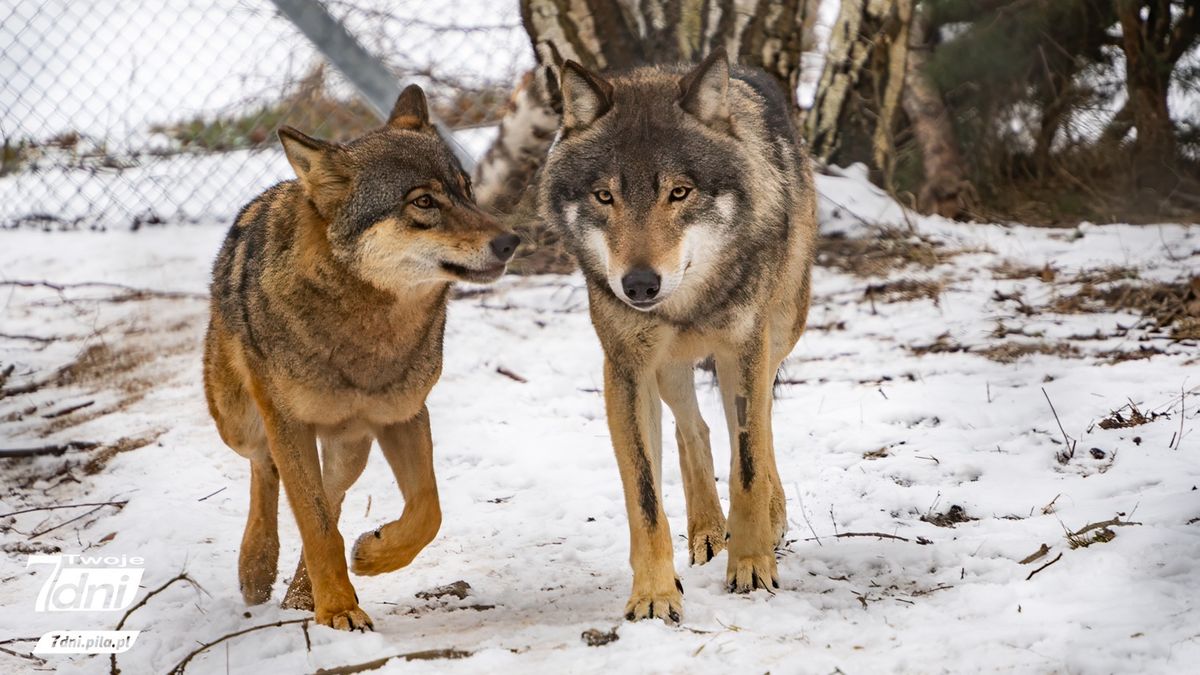 Wilki, zwierzęta, Jabłonowo, dzikie zwierzęta