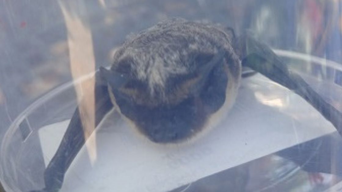 Nietoperz w mieszkaniu 