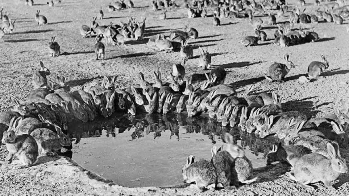 Króliki w Australii na pocz. XX wieku