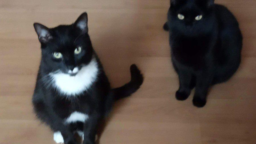 koty okazują uczucia - daj jeść