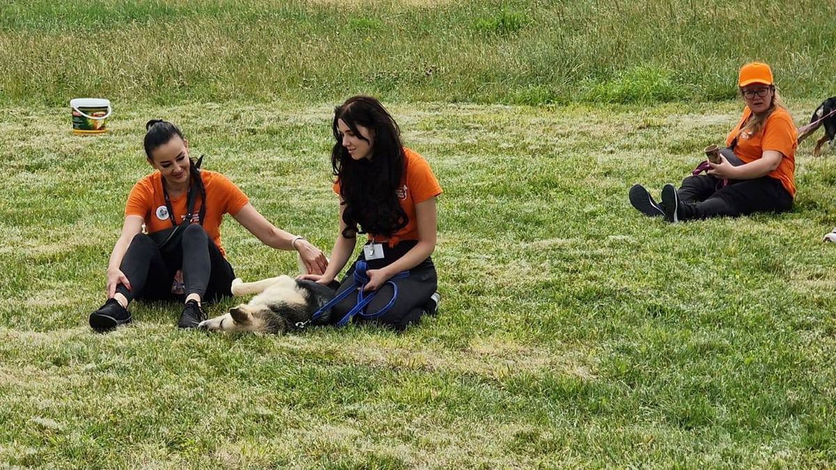 Psy z płockiego schroniska