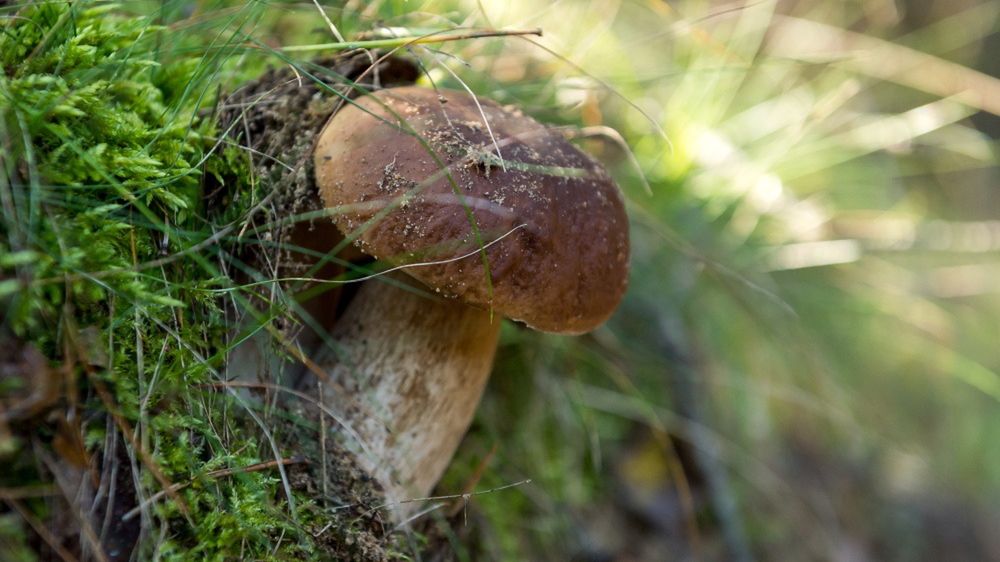 borowik
Puszcza Bydgoska, 21.09.2017. Borowiki w Puszczy Bydgoskiej, woj. kujawsko-pomorskie, 21 bm. Tegoroczny sezon na grzyby trwa, a grzybiarze m�wi� o prawdziwym wysypie. (t�/dw) PAP/Tytus �mijewski
Tytus �mijewski
borowik, grybobranie, grzyb jadalny, grzybobranie, handel, jesie�, las, PGL, Polskie Lasy Pa�stwowe, prawdziwek szlachetny, Puszcza Bydgoska