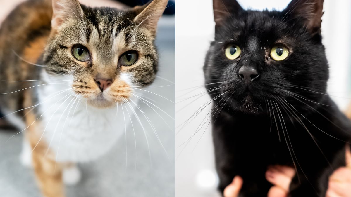 Iwi i Smoła czekają na nowych właścicieli 