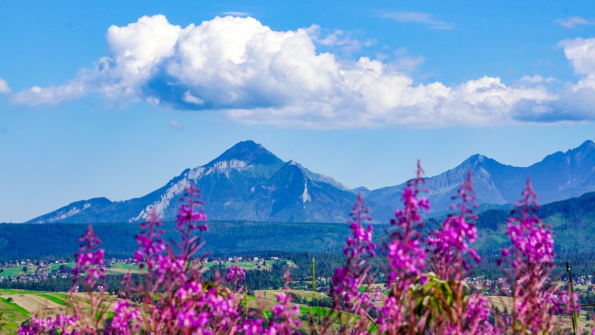 Wierzbówka kiprzyca, Podhale, roślina, kwiat