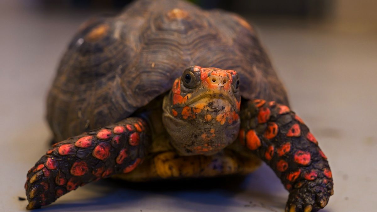 Trzej muszkieterowie