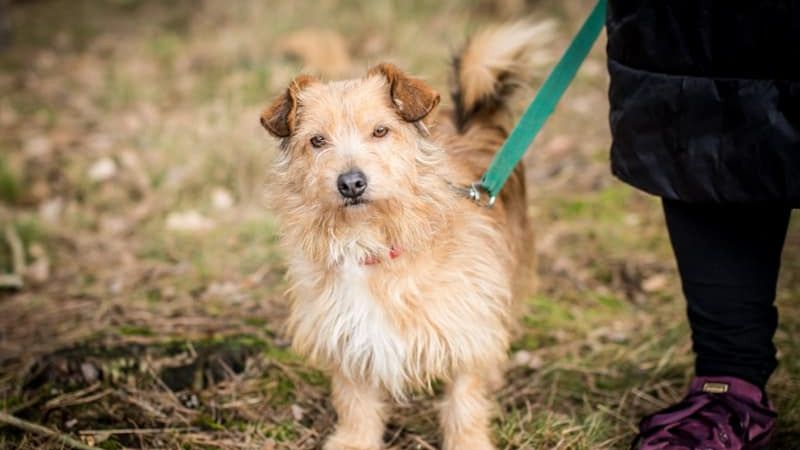 Pies ze schroniska w Pile. 