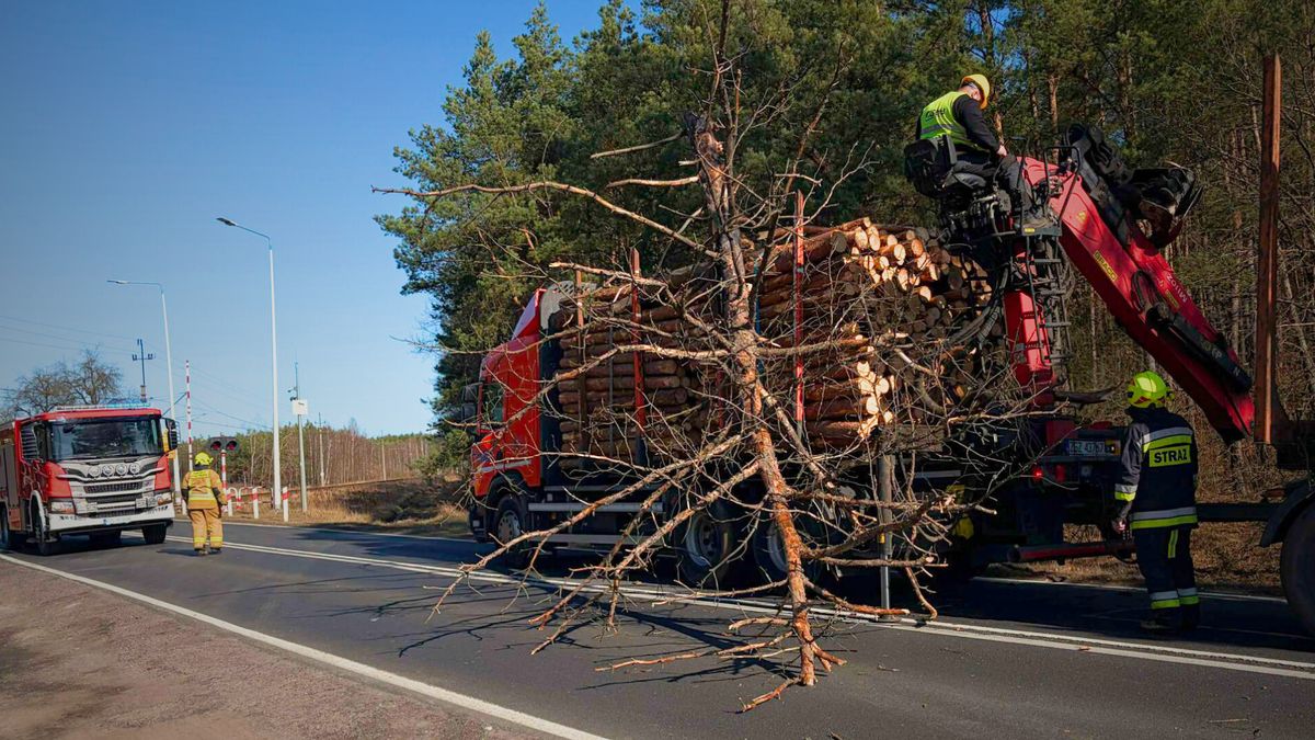 Drzewo na DK 11, fot. OSP Jastrowie