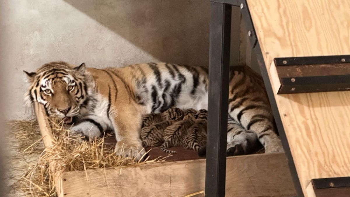 Młode kociaki z Mamą