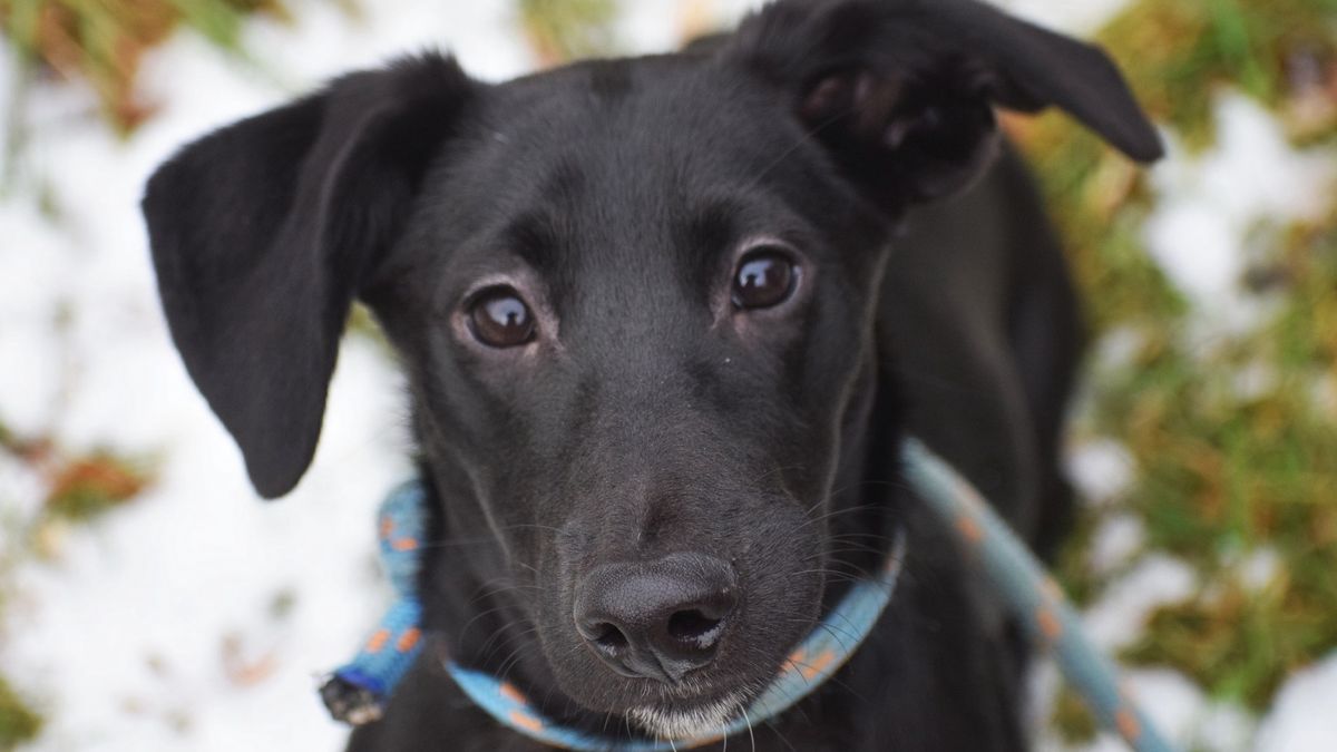 Picasa z toruńskiego schroniska