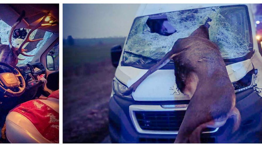 Zderzenie z dzikim zwierzęciem 