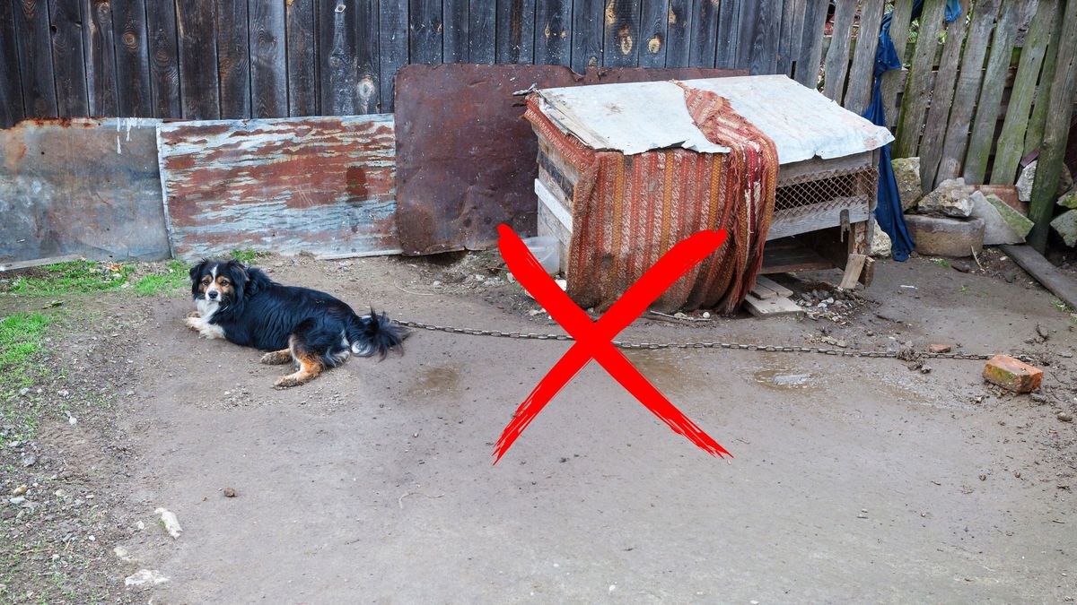 Koniec trzymania psów na łańcuchach