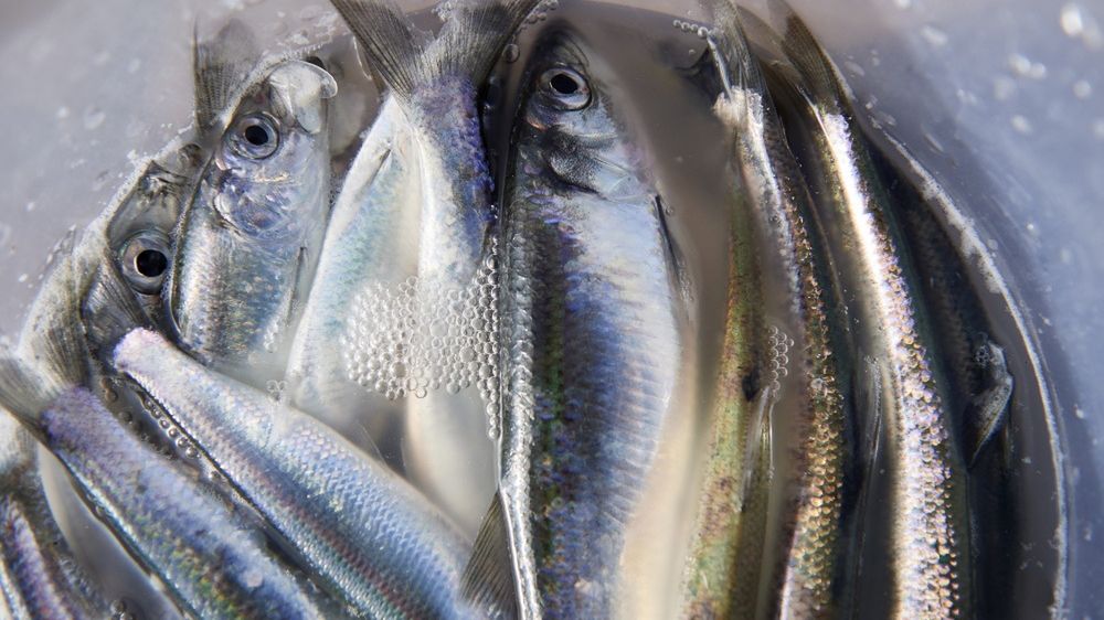 Adam War�awa
gda�sk, �owienie, nabrze�e, nowy port, po�owy, ryba, ryby, w�dkarz, w�dkarze, w�dkowanie, gda�sk gda�sku, nabrze�e nabrze�u, nowym porcie