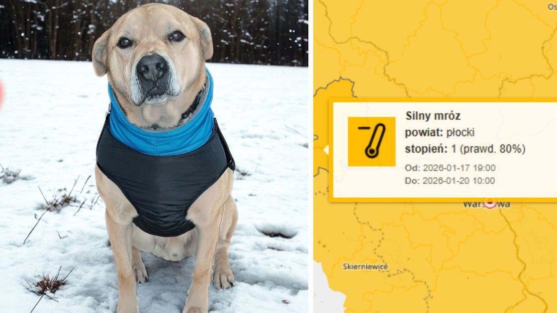 Pilny apel płockiego schroniska 