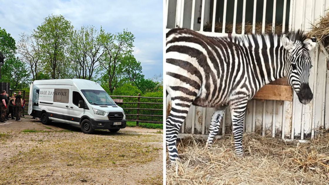 Nowa lokatorka w płockim zoo
