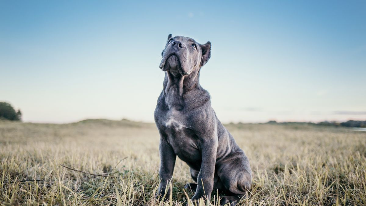 Na zdjęciu pies rasy cane corso - foto ilustracyjne