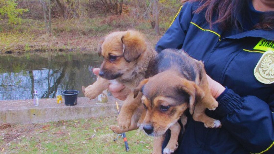 Ktoś porzucił pieski 