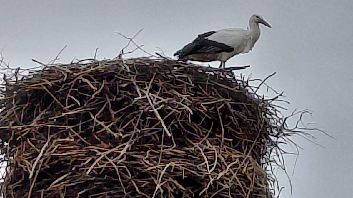 Bocian pojawił się w Bydgoszczy