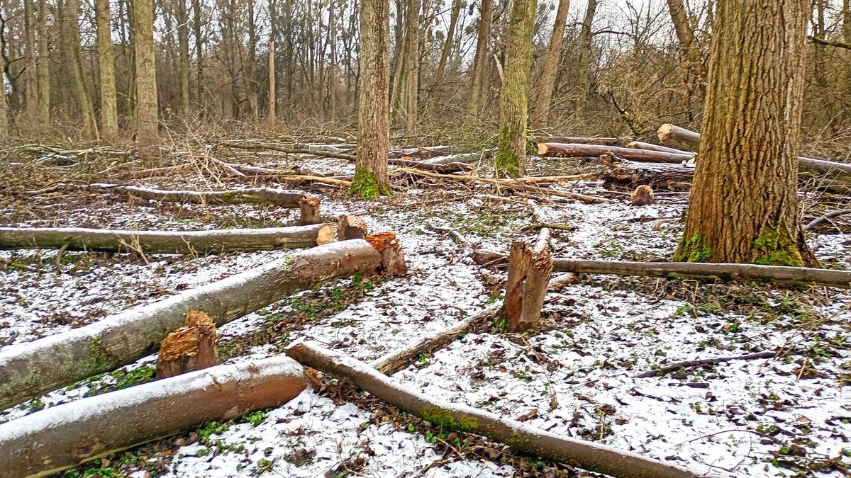 Wycinka drzew na Kępie Bazarowej