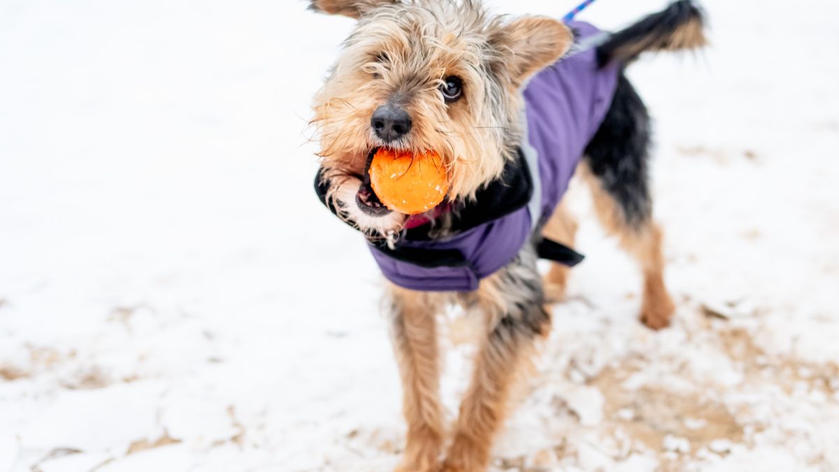 Kudłaty - pies z toruńskiego schroniska