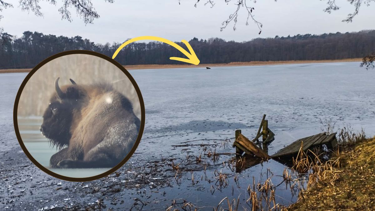 Akcja ratowania żubra