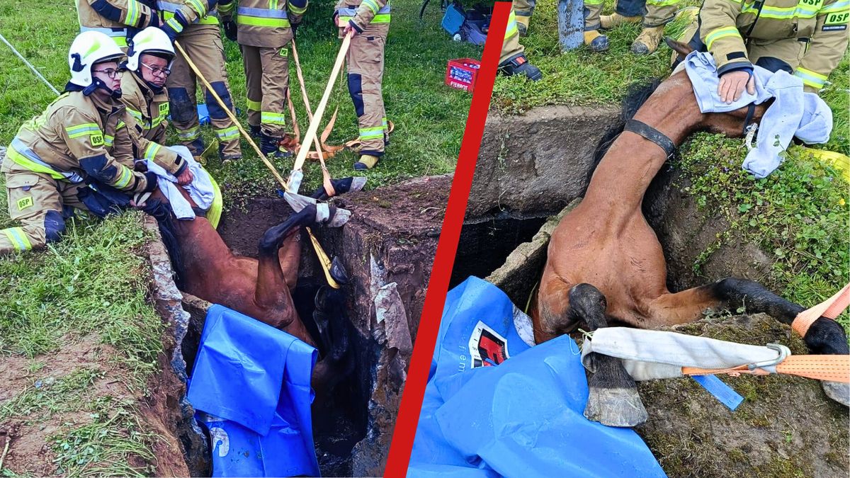 Akcja ratowania konia