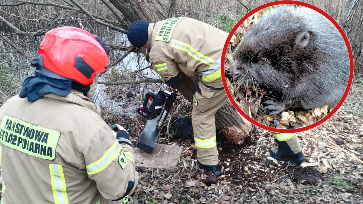 Akcja ratowania bobra