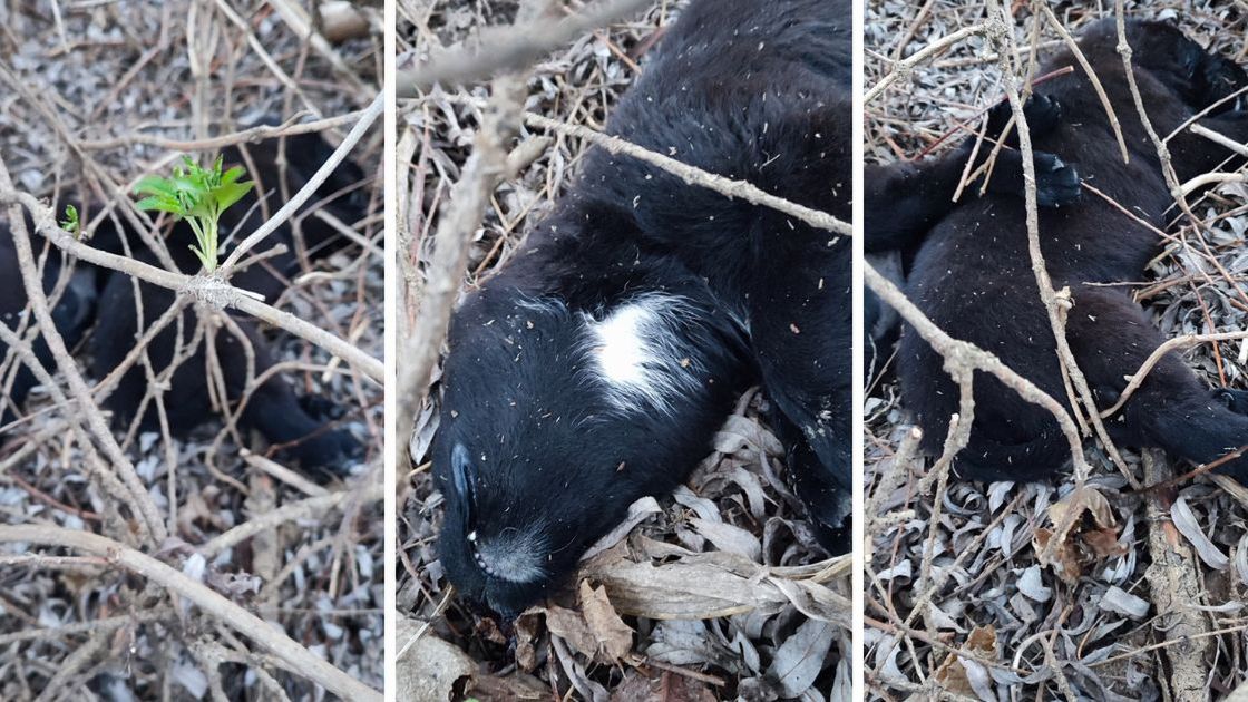 Martwe szczeniaczki w krzakach