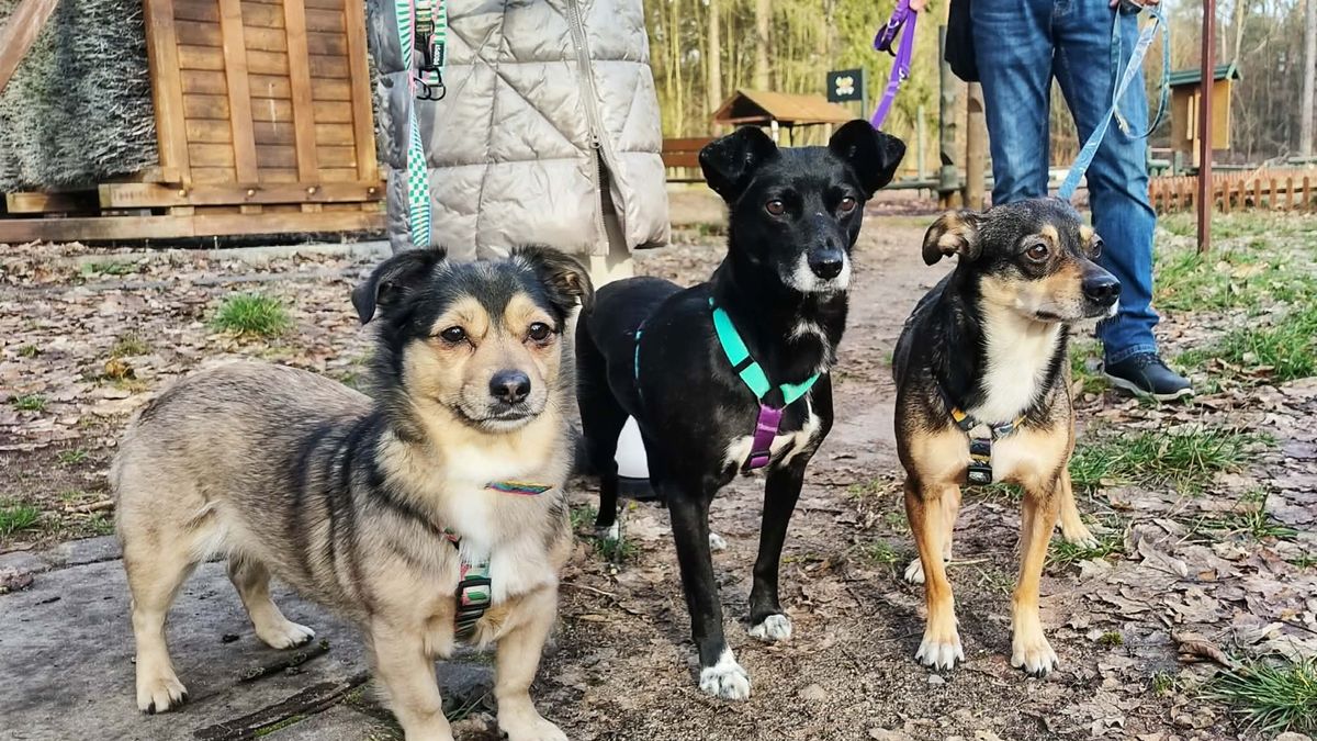 Psy z toruńskiego schroniska